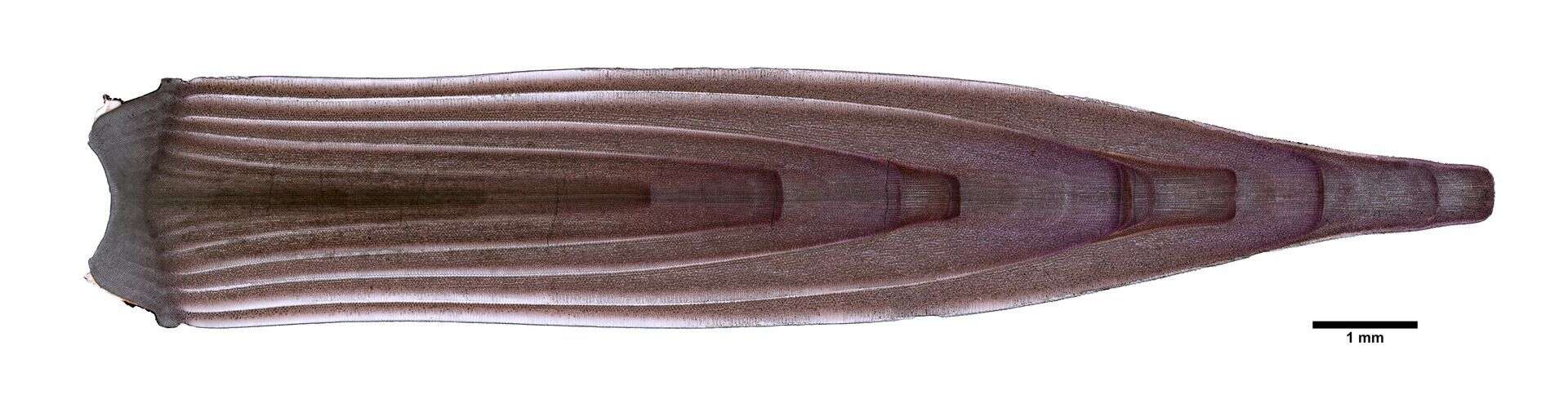 Image of Echinometra oblonga (Blainville 1825)