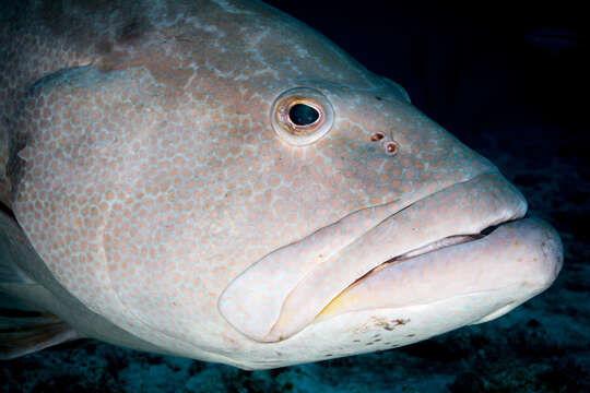 Image of Yellowfin Grouper