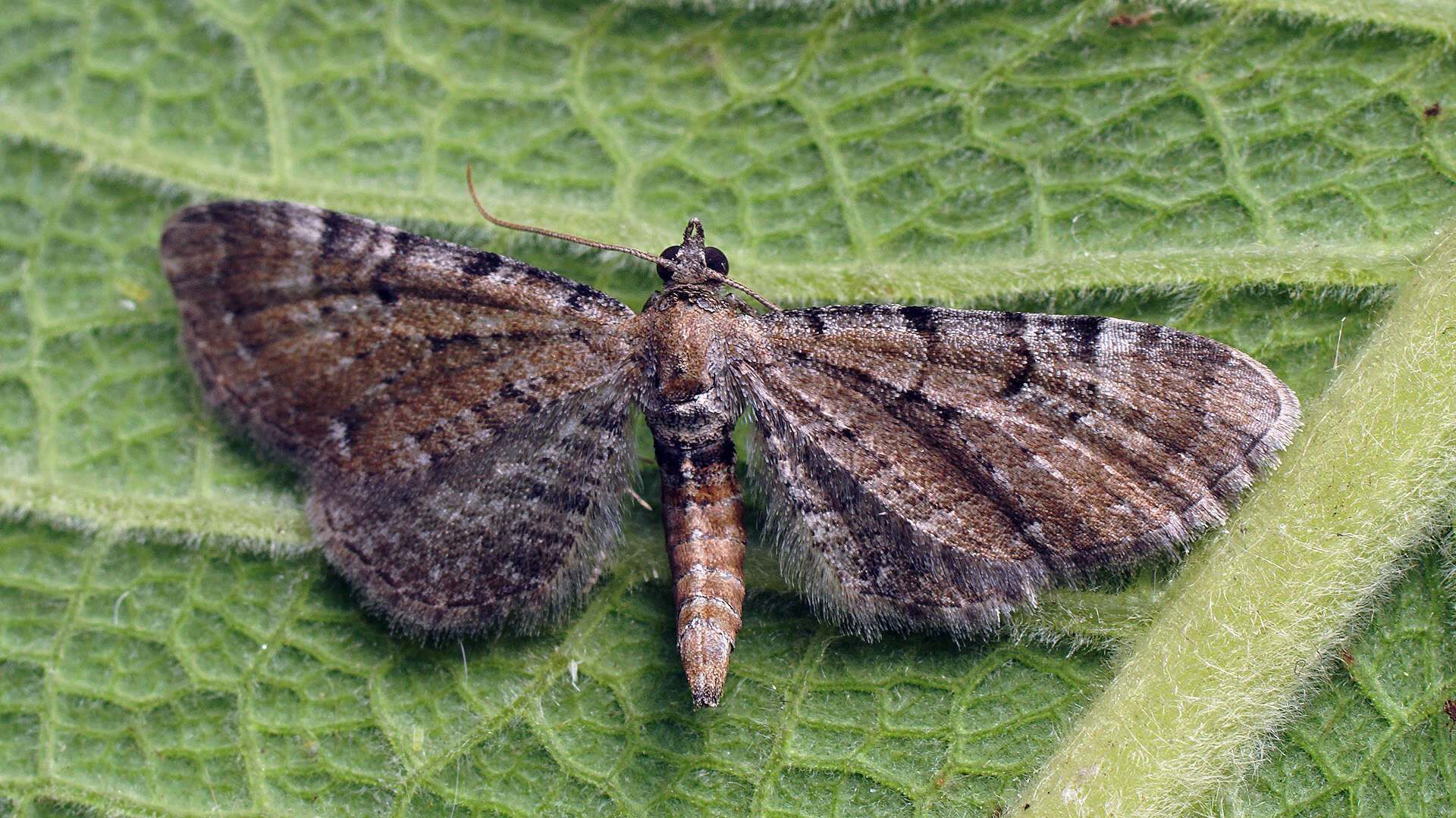 Слика од Eupithecia expallidata Doubleday 1856