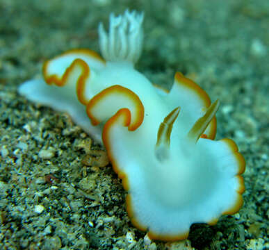 Image of Yellow edge white head flapper slug