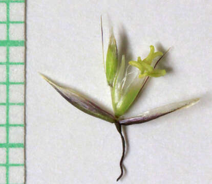 Image of Tufted Hair-grass