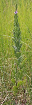 Image of hoary verbena