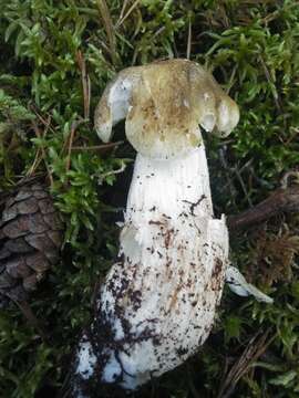 Image of Tricholoma arvernense Bon 1976