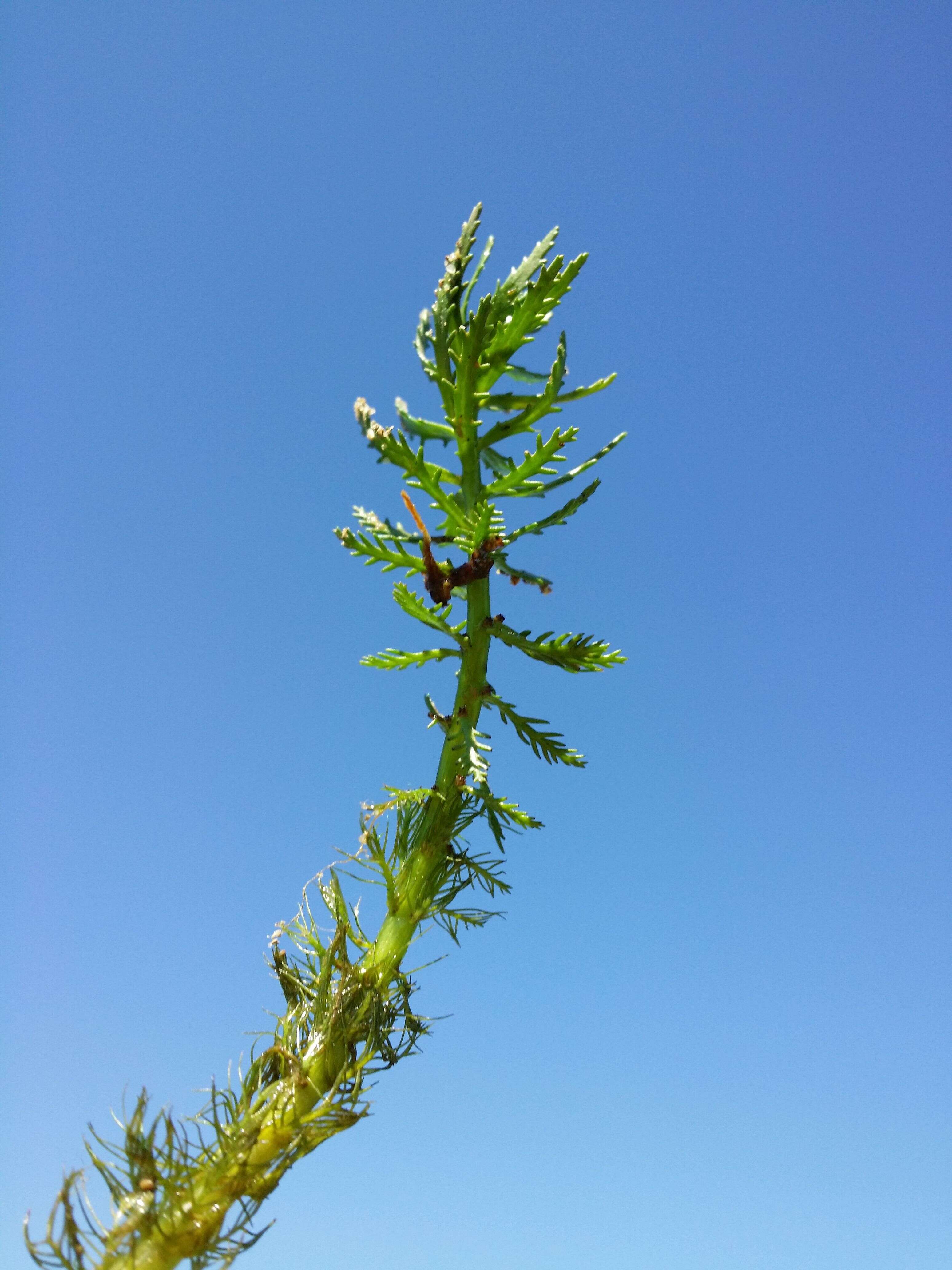 Image of twoleaf watermilfoil