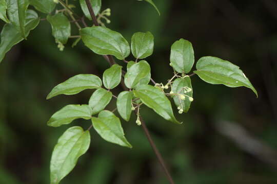 Image of Clematis javana DC.