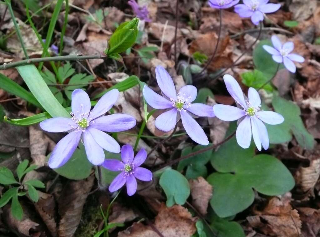 Plancia ëd Hepatica nobilis Schreb.