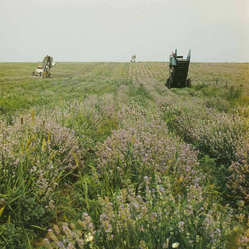 Image of English Lavendar