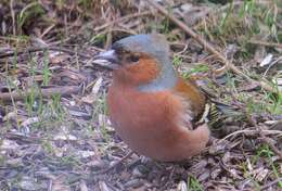 Image of Fringilla Linnaeus 1758