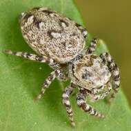 Image of Peppered Jumper