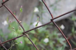 Image of lilac tasselflower