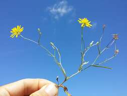 Image of narrowleaf hawksbeard