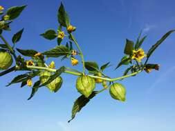 Physalis philadelphica Lam. resmi