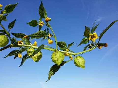 Image of Mexican groundcherry