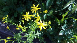 Image of oxford ragwort