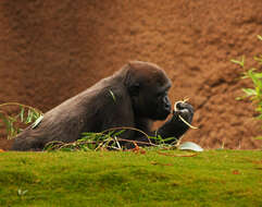 Image of Lowland Gorilla