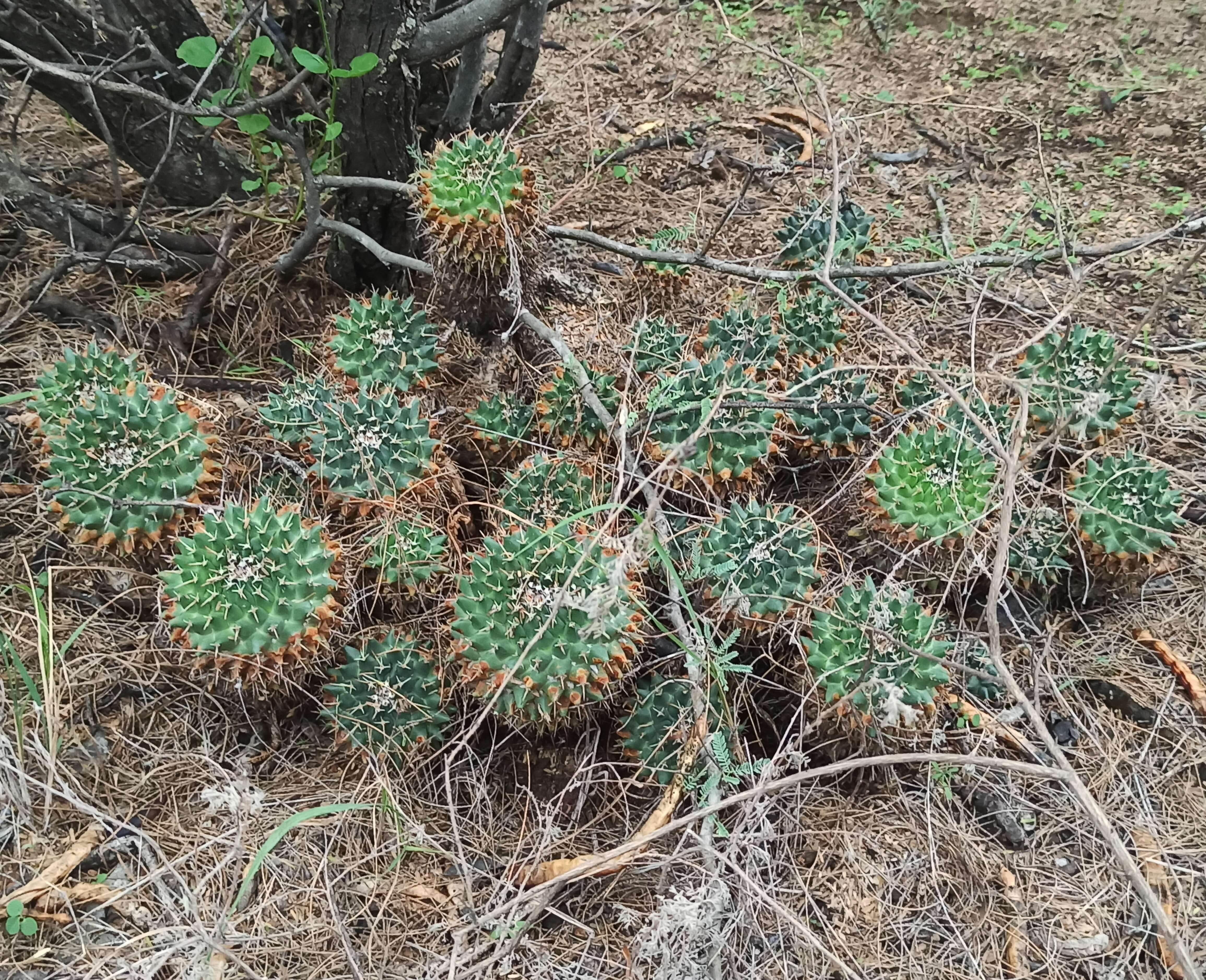 Sivun Mammillaria magnimamma Haw. kuva