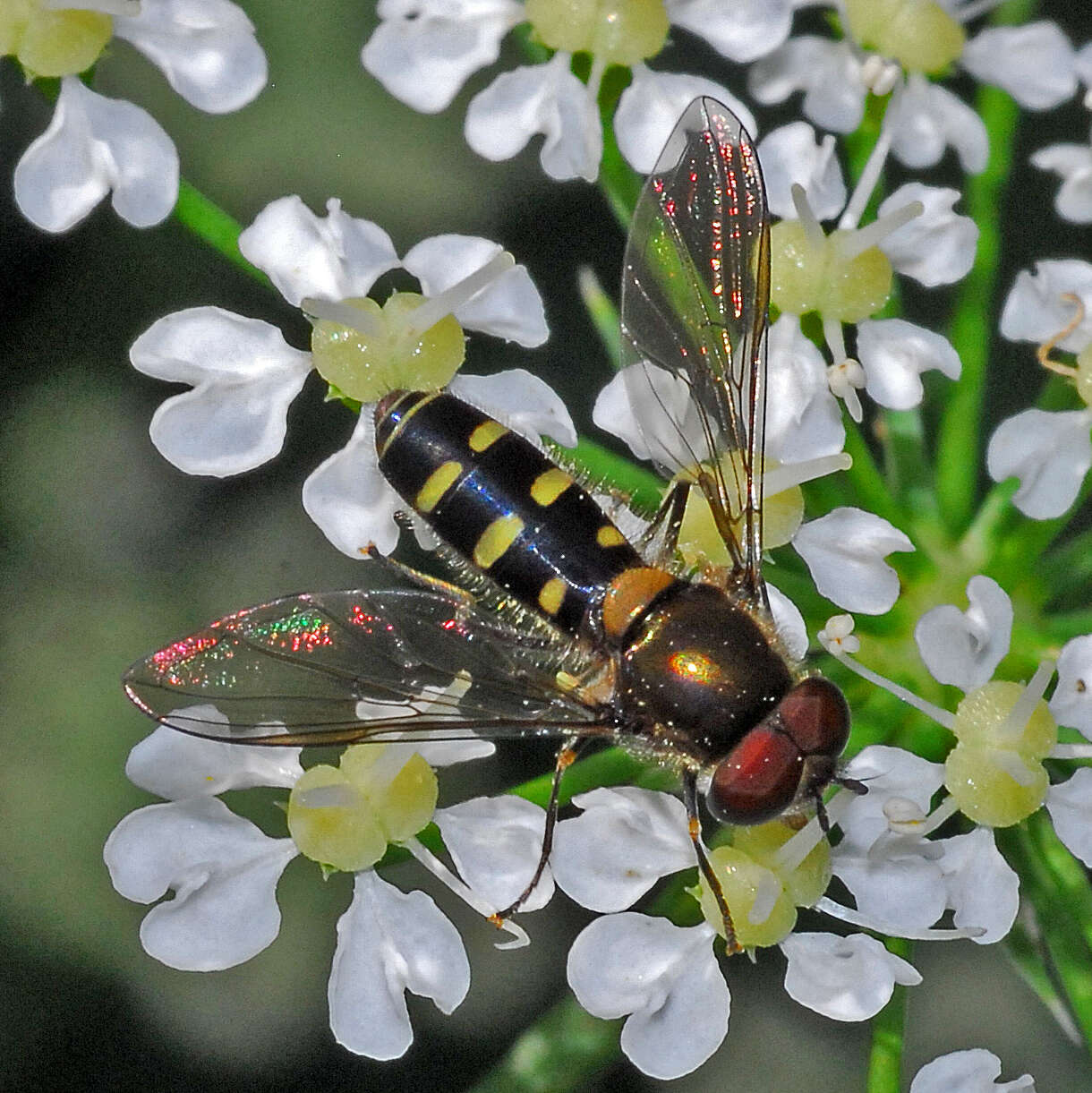 Image of Melangyna umbellatarum (Fabricius 1794)