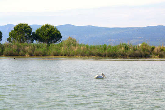 Image of Dalmatian Pelican