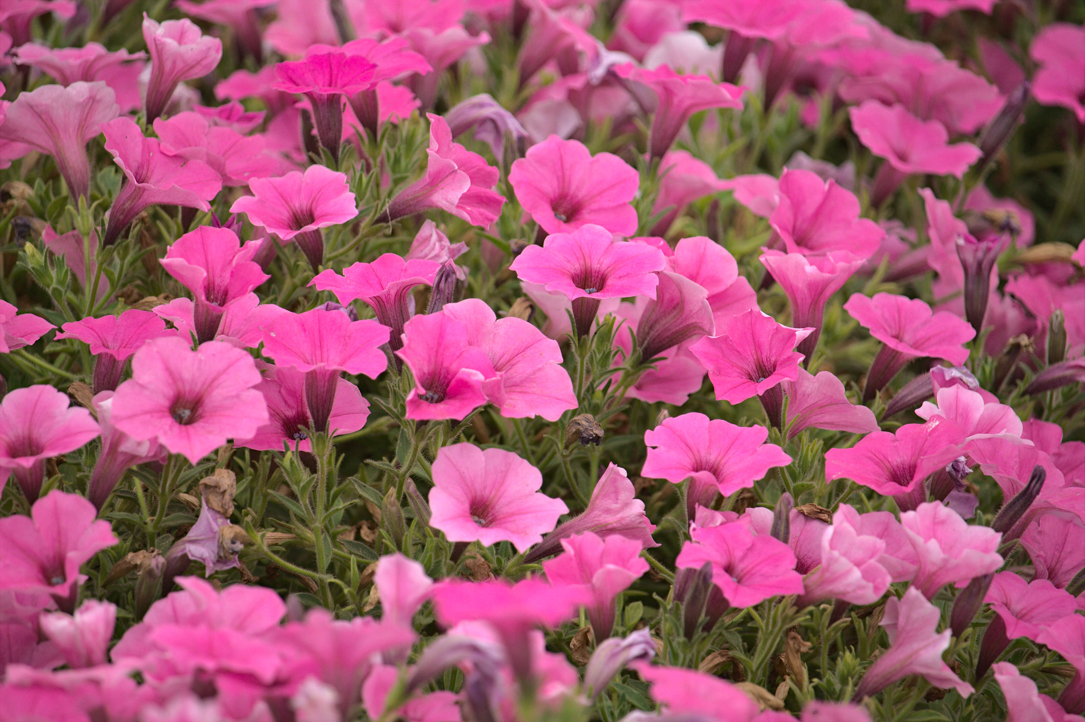 Image of petunia