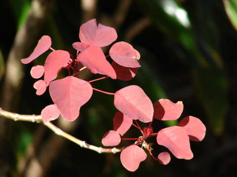 Image of Mexican shrubby spurge