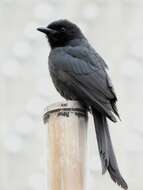 Image of Black Drongo