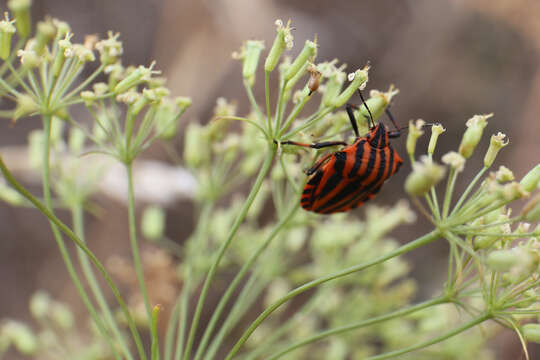 Image of <i>Graphosoma italicum</i>