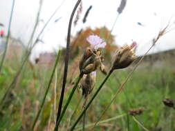 Image of Proliferous Pink