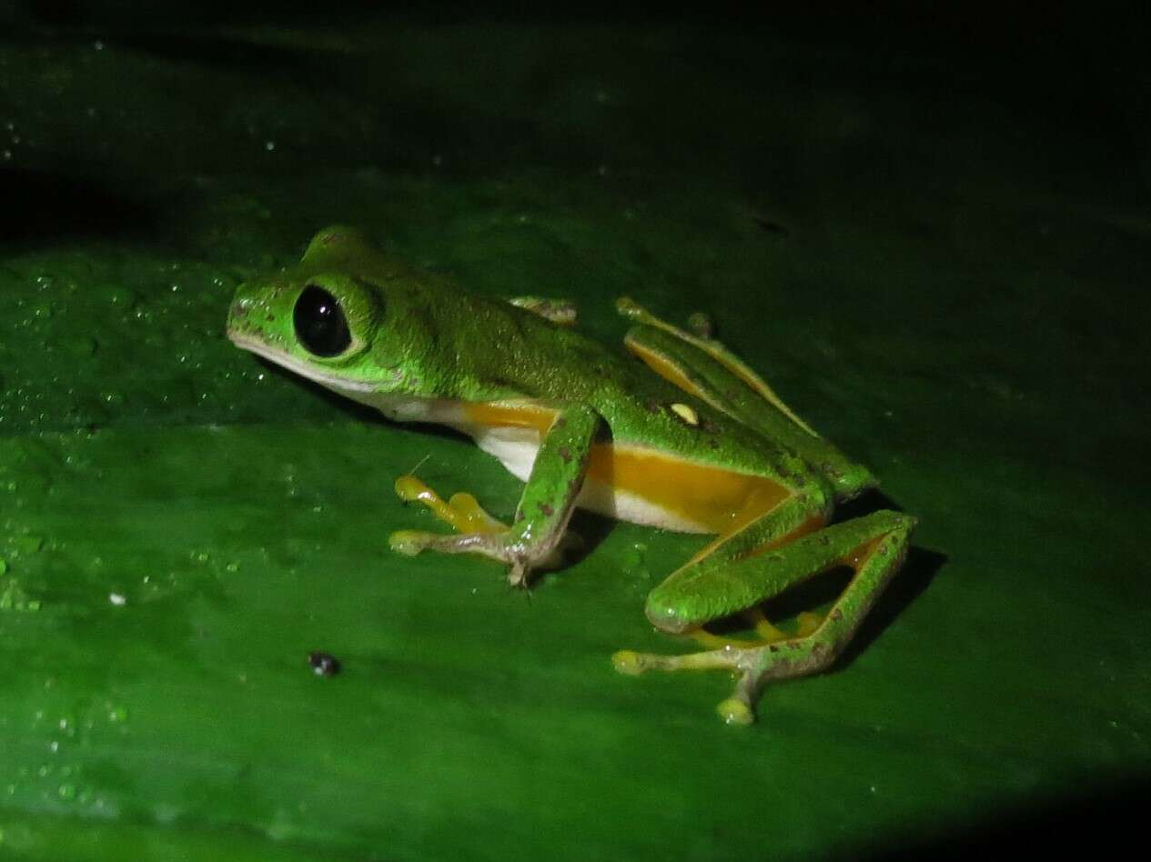 Image of Agalychnis Cope 1864