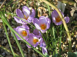 Image of Crocus kosaninii Pulevic