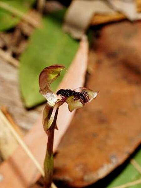 Image of Chiloglottis