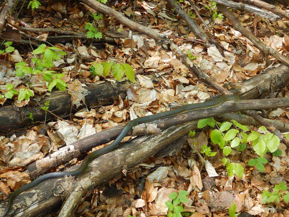 Image of Aesculapian Ratsnake