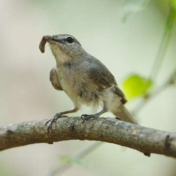 Muscicapa caerulescens (Hartlaub 1865)的圖片