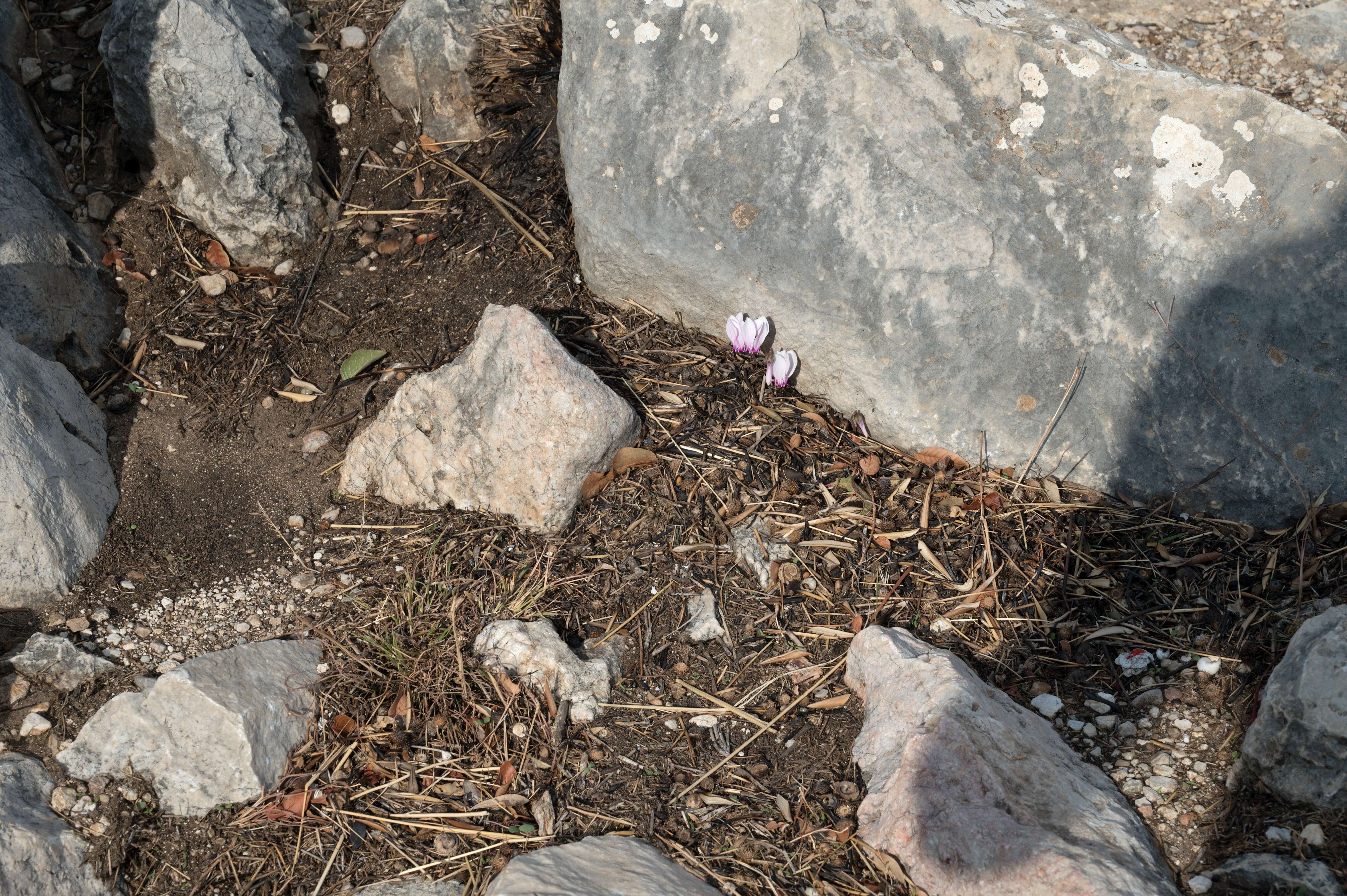 Слика од Cyclamen graecum Link
