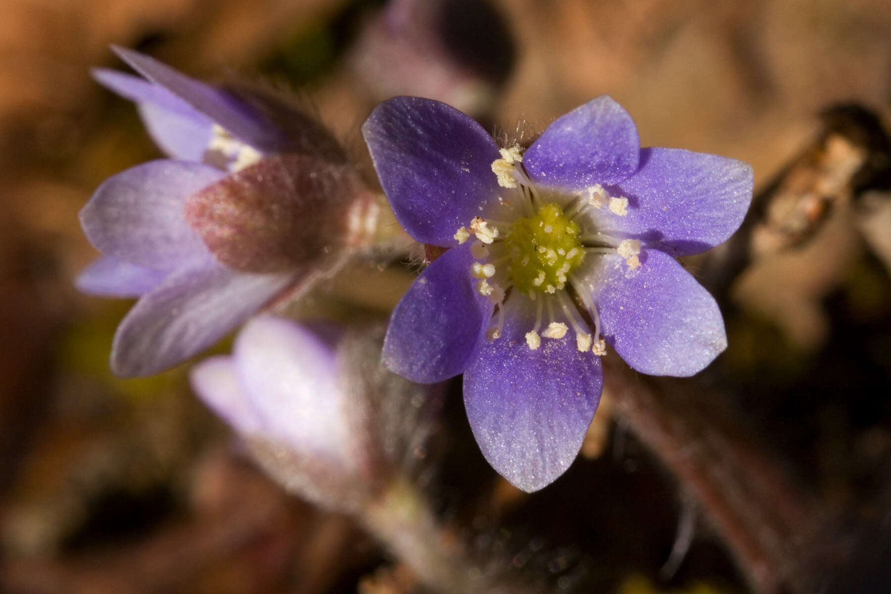 Image of roundlobe hepatica