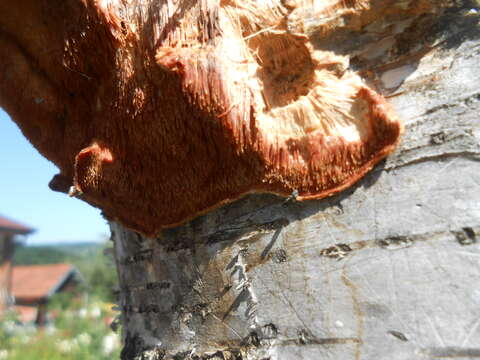 Image of Orchard toothcrust