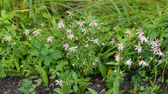 Image of bog aster