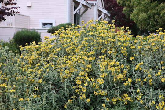 Image of shrubby Jerusalem sage