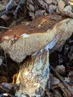 Image of Leccinum manzanitae Thiers 1971