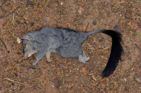 Image of Brush-tailed Marsupial Mouse