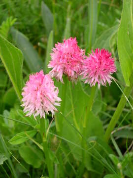 Image of Gymnadenia corneliana (Beauverd) Teppner & E. Klein