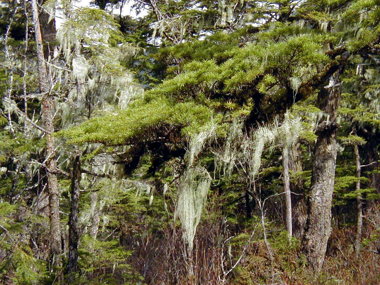 Image of western hemlock