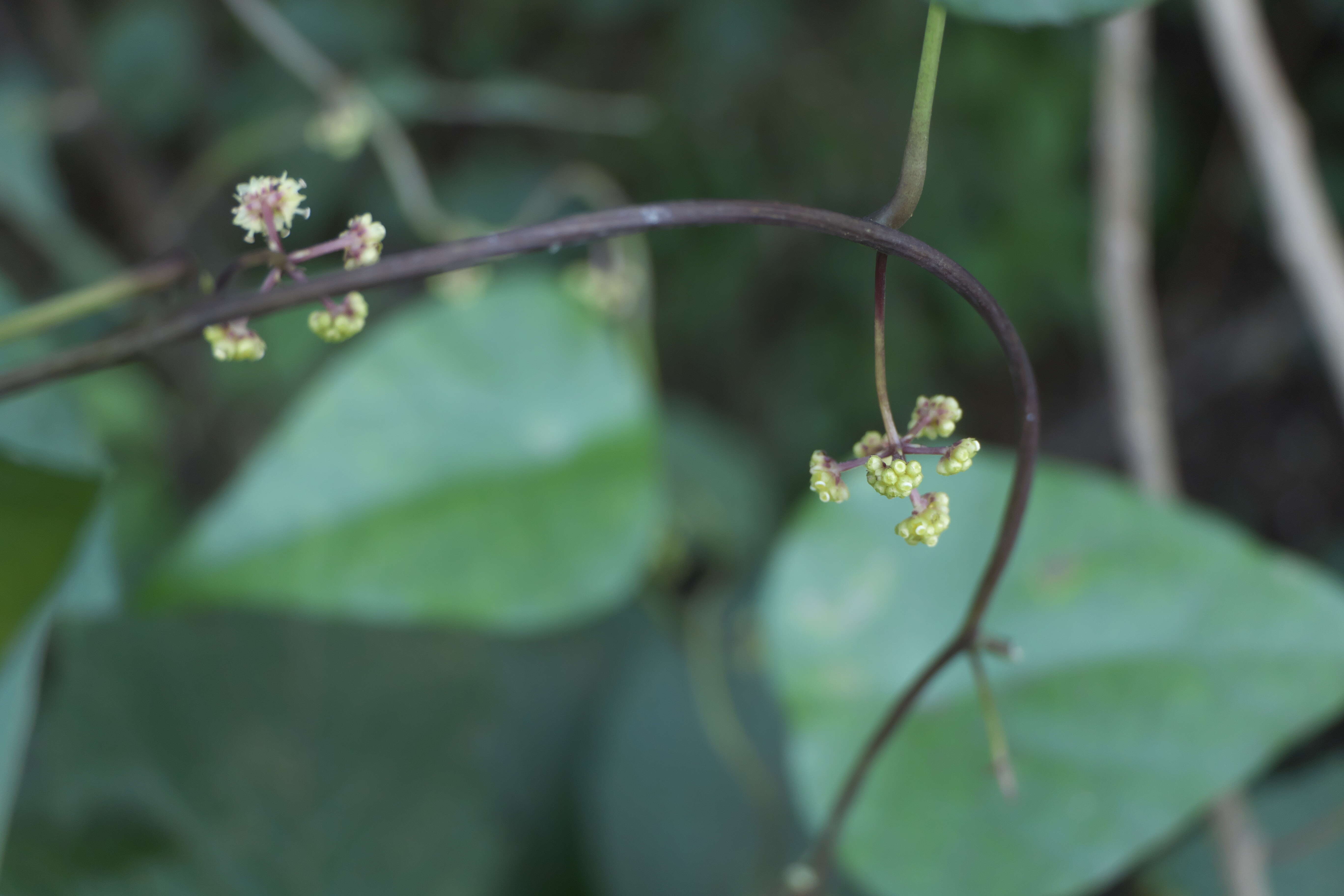 Image de Stephania japonica (Thunb.) Miers