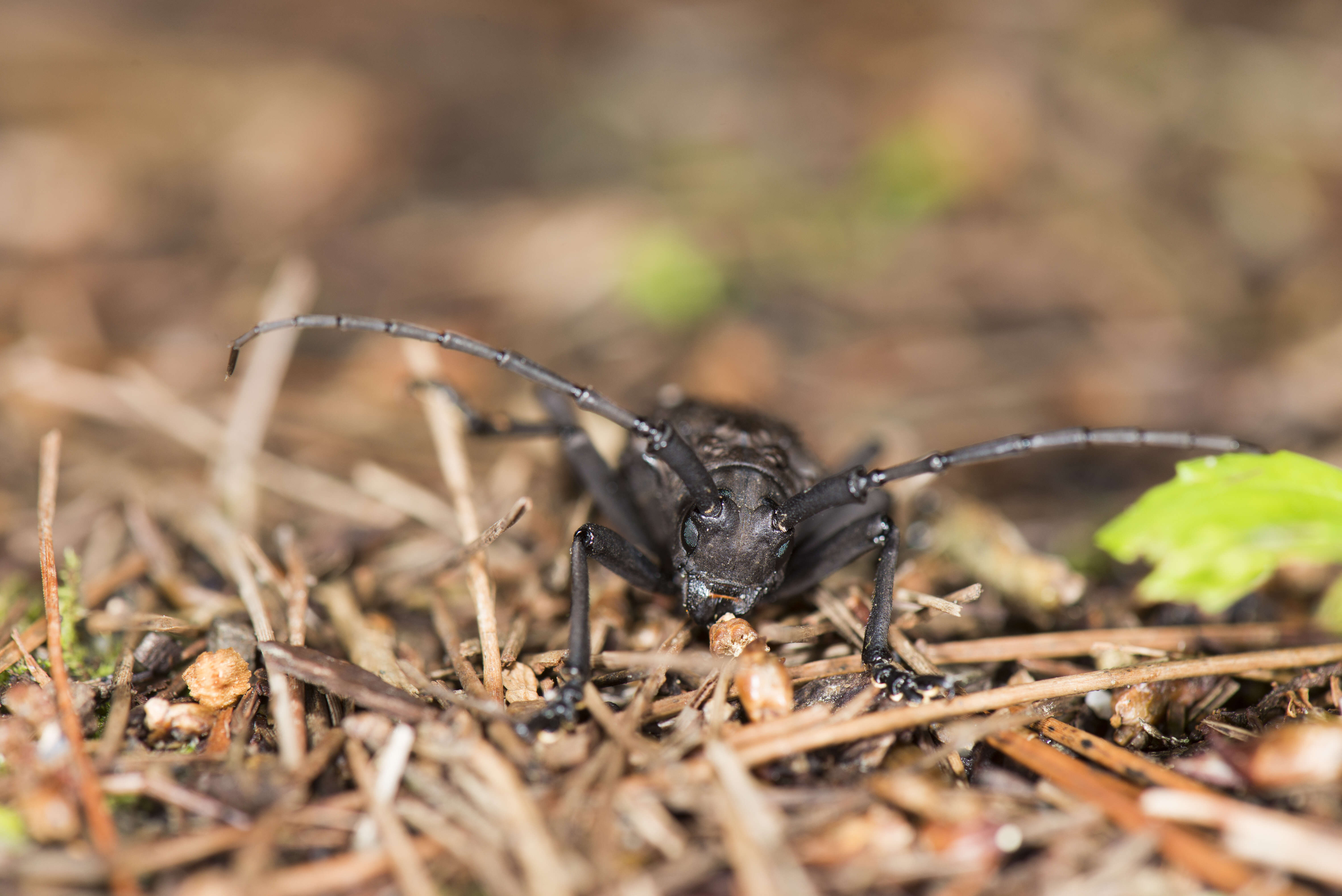 Слика од Aethalodes verrucosus Gahan 1888