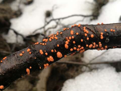 Image of Nectria cinnabarina (Tode) Fr. 1849