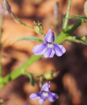 Image of Goodenia azurea F. Müll.