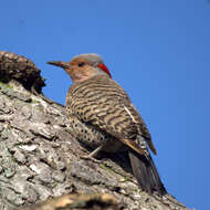 Image of Northern Flicker