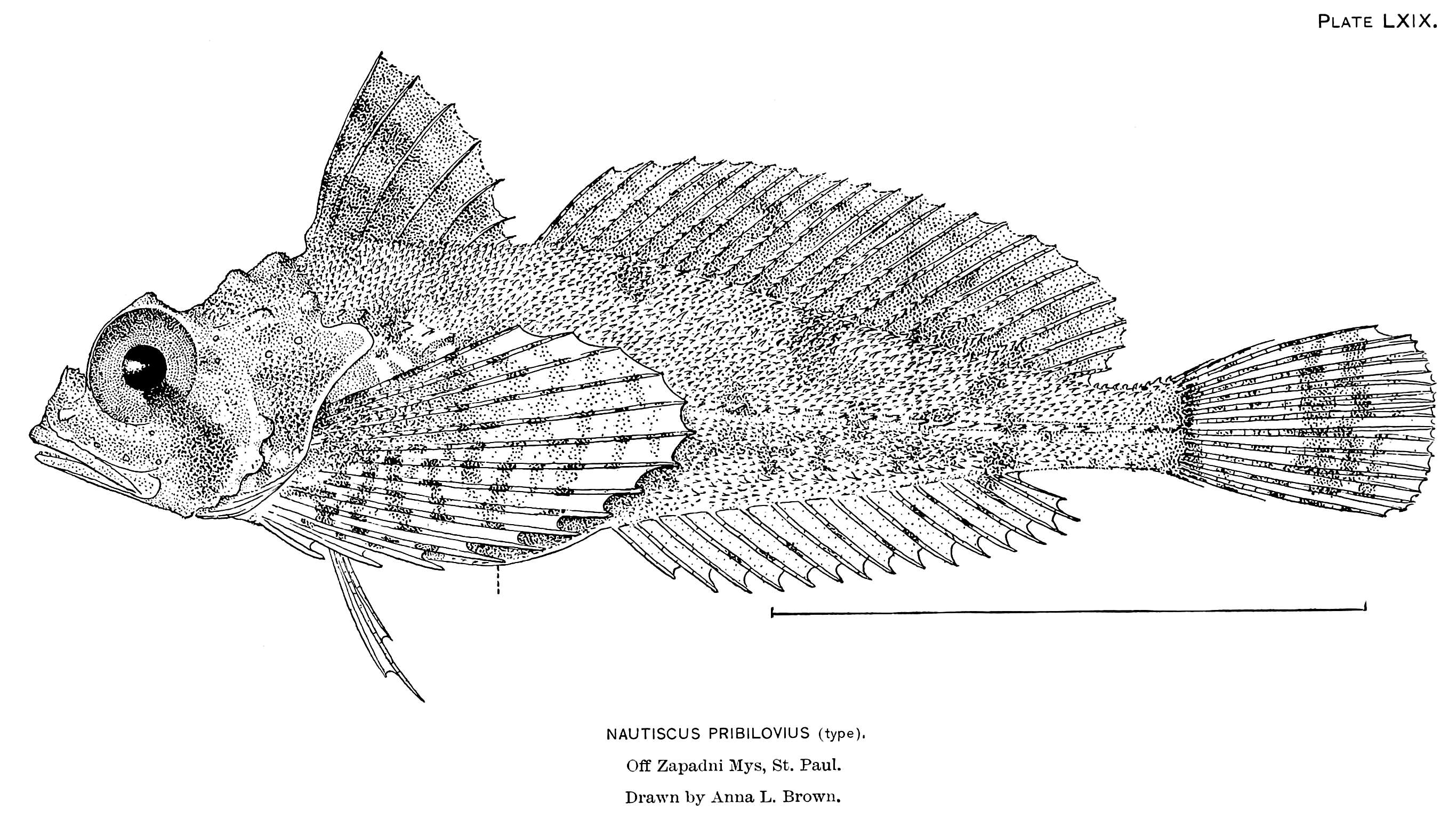 Image of Nautichthys