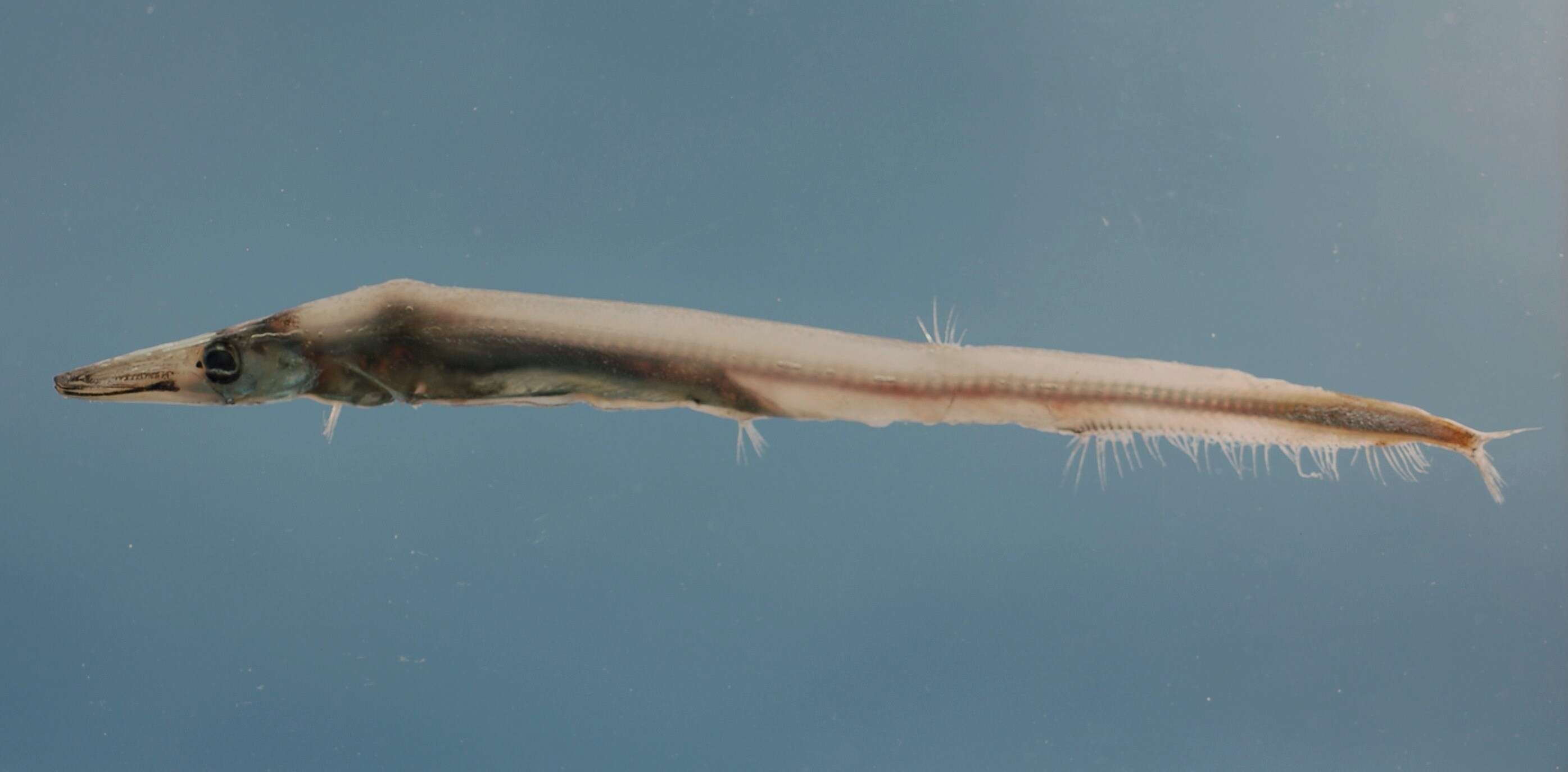 Image of Lestrolepis Harry 1953