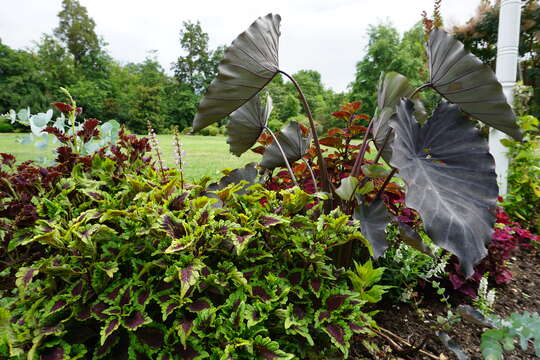 Image of common coleus