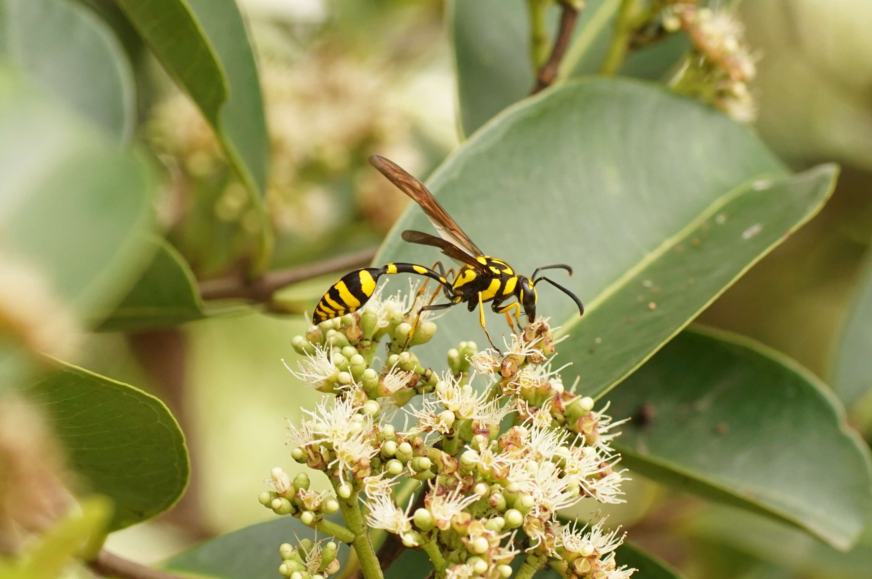 Phimenes flavopictus (Blanchard 1845)的圖片